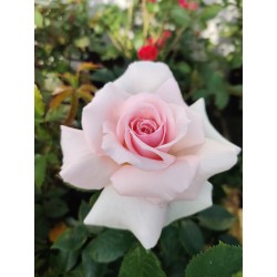 A Whiter Shade Of Pale 4L Potted Rose Hybrid Tea Rose