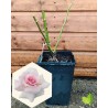 A Whiter Shade Of Pale 4L Potted Rose Hybrid Tea Rose