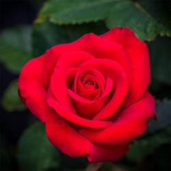 Ruby Wedding 4L Potted Rose Hybrid Tea Rose
