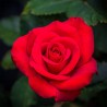 Ruby Wedding 4L Potted Rose Hybrid Tea Rose