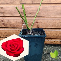 Ruby Wedding 4L Potted Rose...