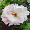 Silver Wedding 4L Potted Rose Hybrid Tea Rose