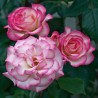 Handel 4L Potted Climbing Rose Plant