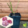 Handel 4L Potted Climbing Rose Plant